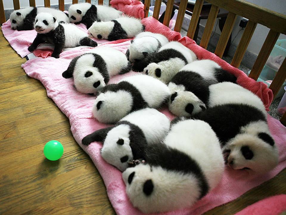 babypandas