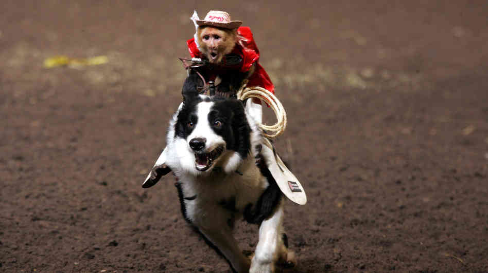 monkeyrodeo_wide-307fc1e70816bf01cb93296037a053f1e2977234-s6-c30_jpeg